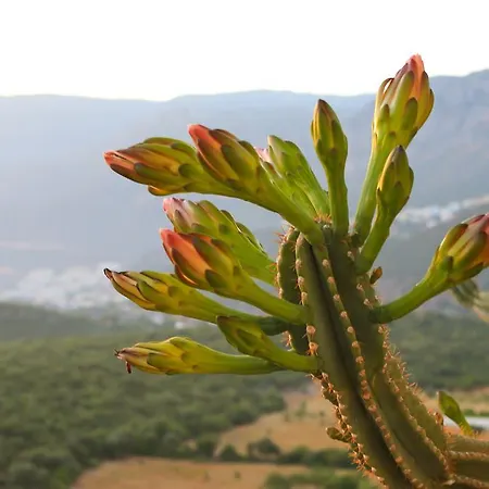 Kaktus Kaş