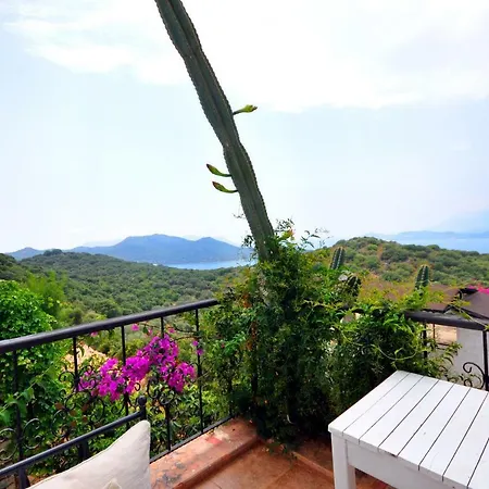 Kaktus Kaş